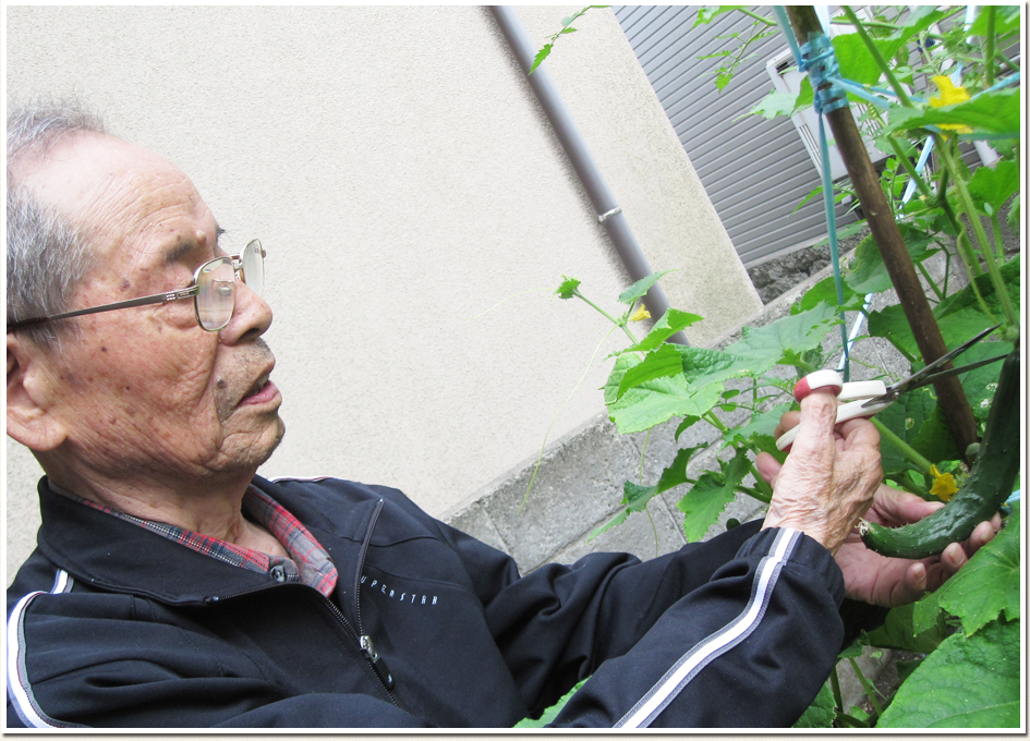 花の植え付け