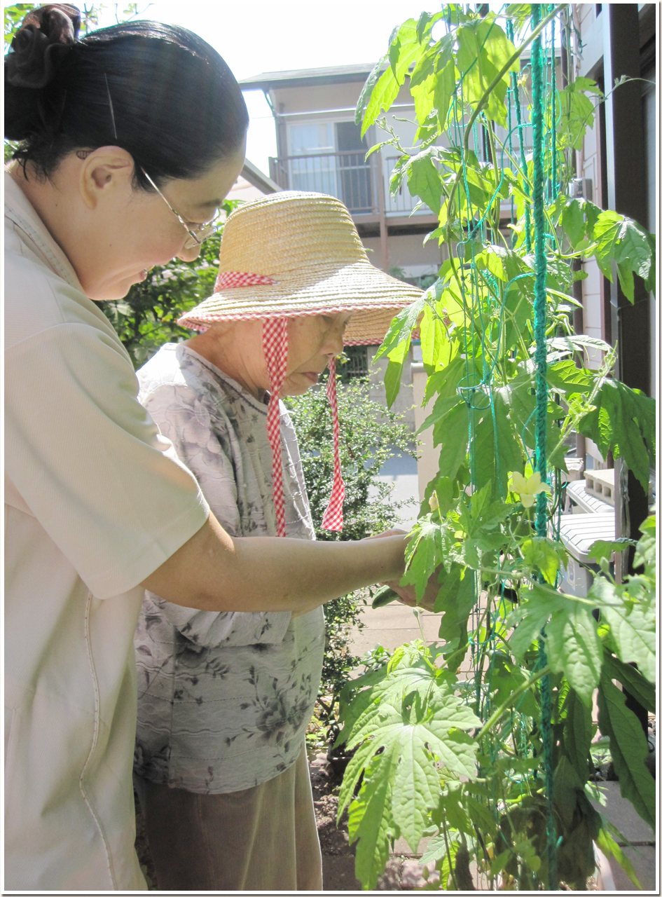 野菜の収穫